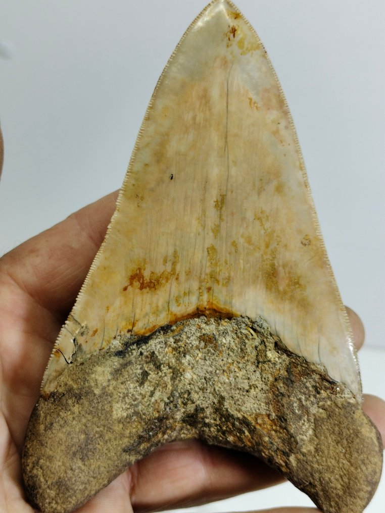 Stort eksemplar av Megalodon - Fossil tann - cacharocles megalodon - 138 mm - 91 mm #2.1