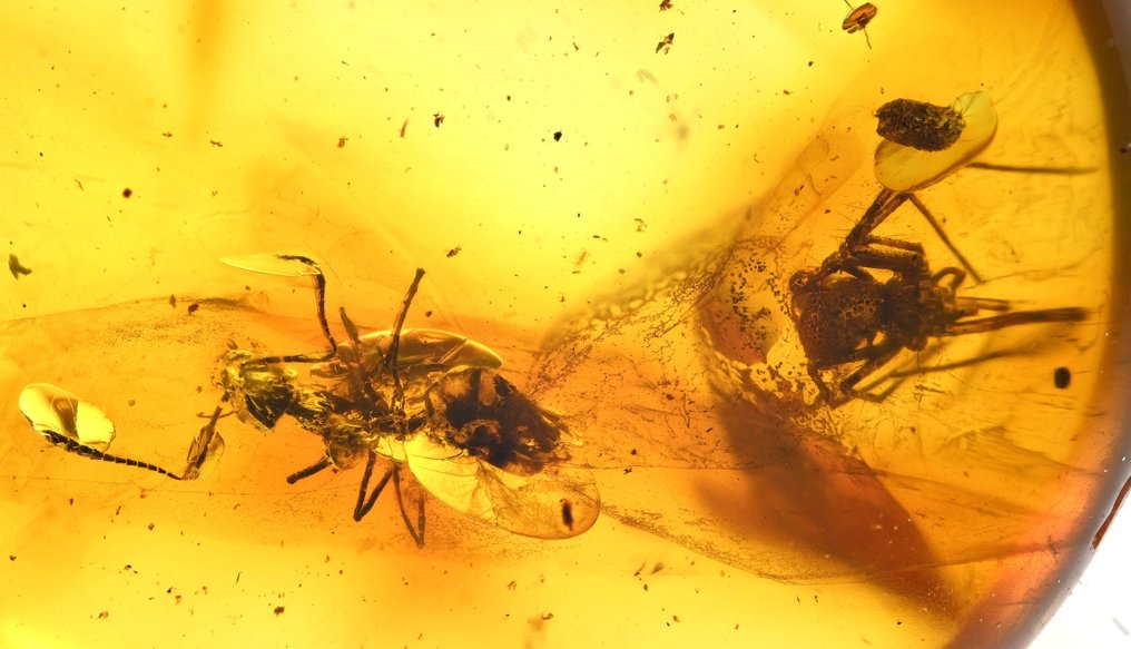 Baltisk rav med detaljerte Araneae: Araneida (edderkopp) og myr - Fossil cabochon  (Ingen reservasjonspris) #3.1