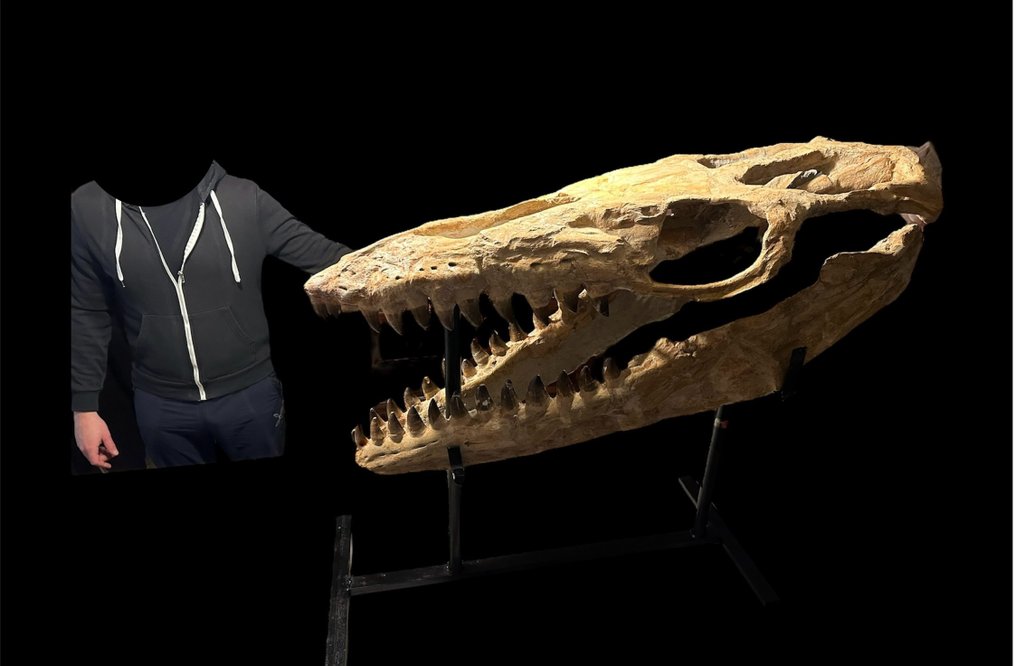 Mosasaur - Craniu fosilă - Mosasaurus sp. - 116 cm - 50 cm #2.1