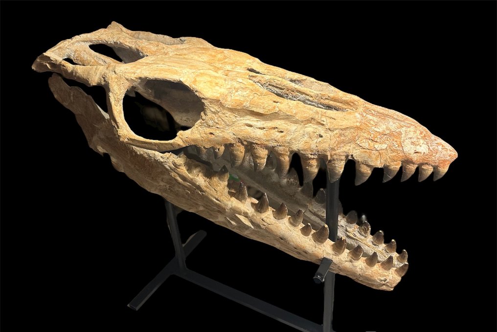 Mosasaurio - Cráneo fósil - Mosasaurus sp. - 116 cm - 50 cm #3.2
