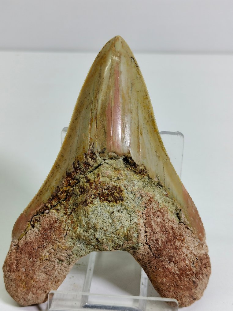 Megalodon-exemplar - Fossil tand - Carcharocles Megalodon - 92 mm - 68 mm  (Utan reservationspris) #1.1