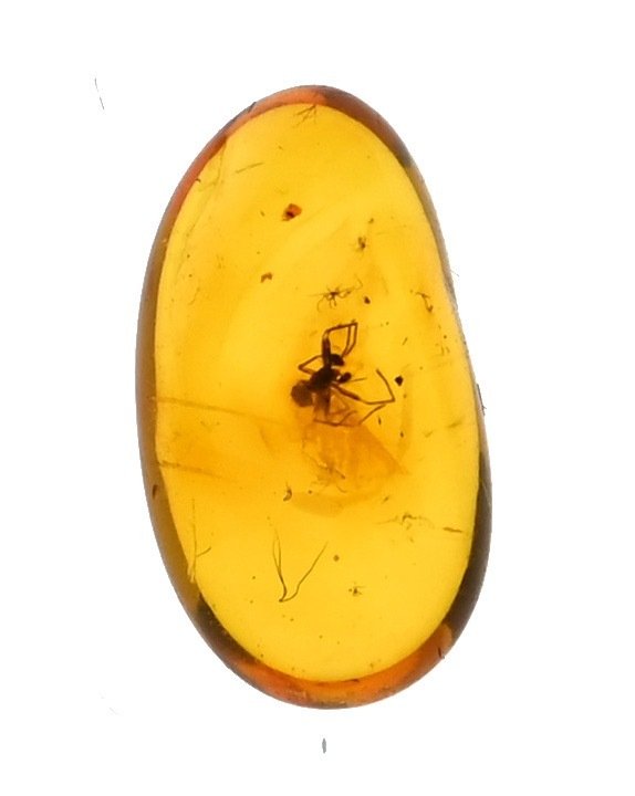 波羅的海琥珀，帶有細緻的蜘蛛：有大眼柄的蜘蛛（蜘蛛） - 圓形寶石化石  (沒有保留價) #2.1