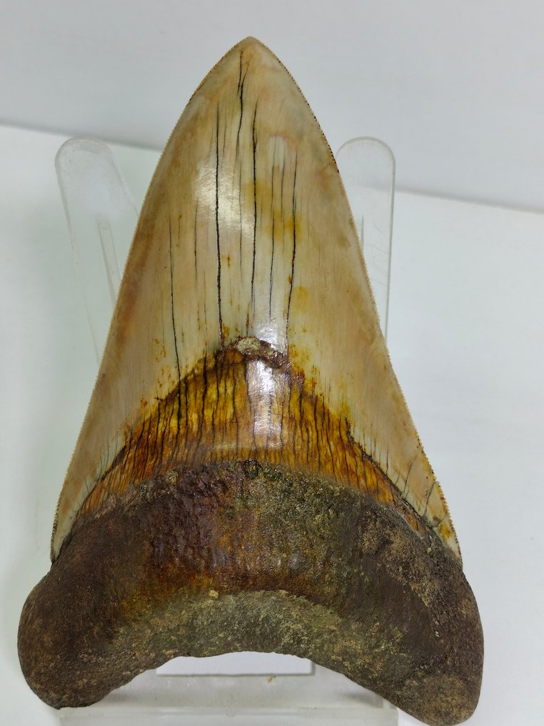 Stort eksemplar af Megalodon - Fossil tand - cacharocles megalodon - 138 mm - 91 mm #1.2