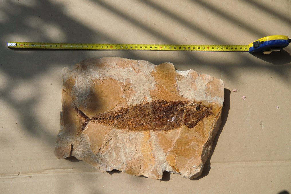 Peixe - Amostra fóssil com vários espécimes #1.1