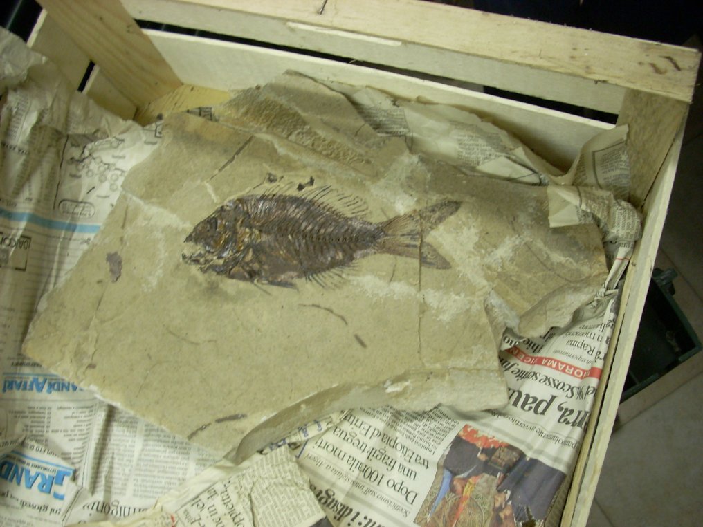 Pesce - Lastra con inclusione di resti fossili - Sparnodus vulgaris #3.1