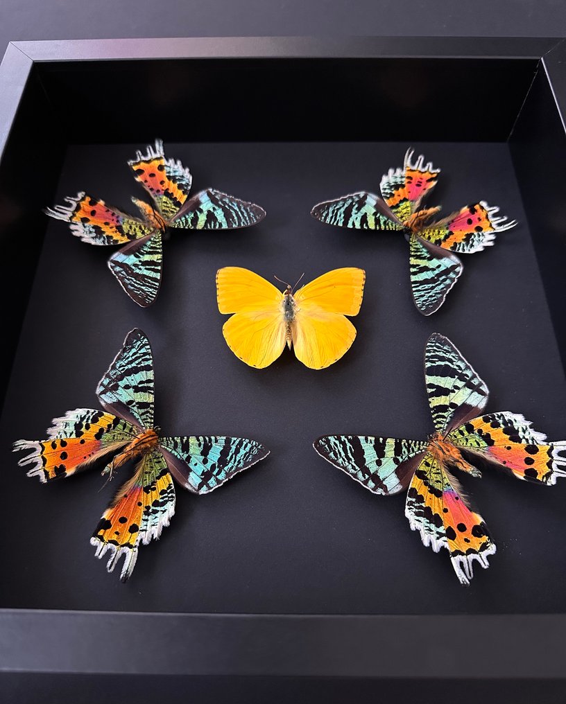 蝴蝶 標本全身支架 - Phoebis Argante - Urania Ripheus - 25 cm - 25 cm - 6 cm - 非《瀕臨絕種野生動植物國際貿易公約》物種 - 1 #2.1