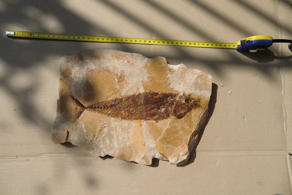 Peixe - Amostra fóssil com vários espécimes #2.1