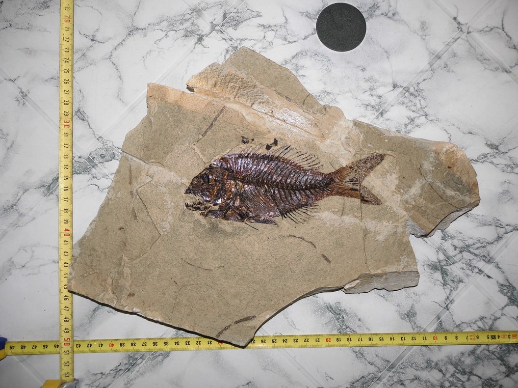 鱼 - 动物化石片 - Sparnodus vulgaris #1.1