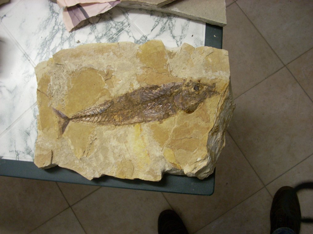 魚 - mortality plate化石 #2.2