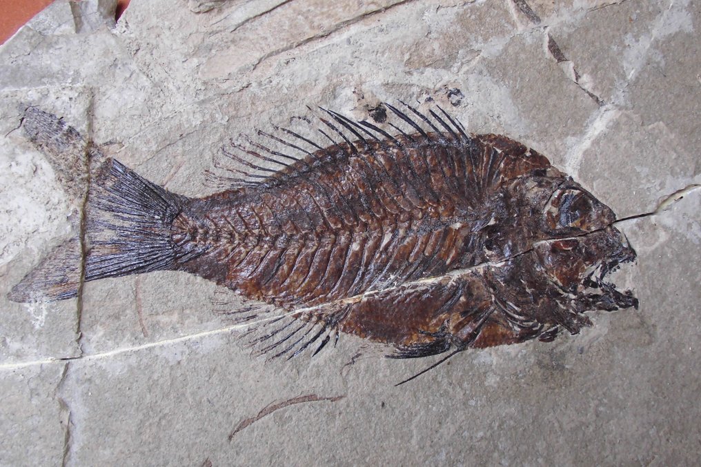 Pesce - Lastra con inclusione di resti fossili - Sparnodus vulgaris #2.2