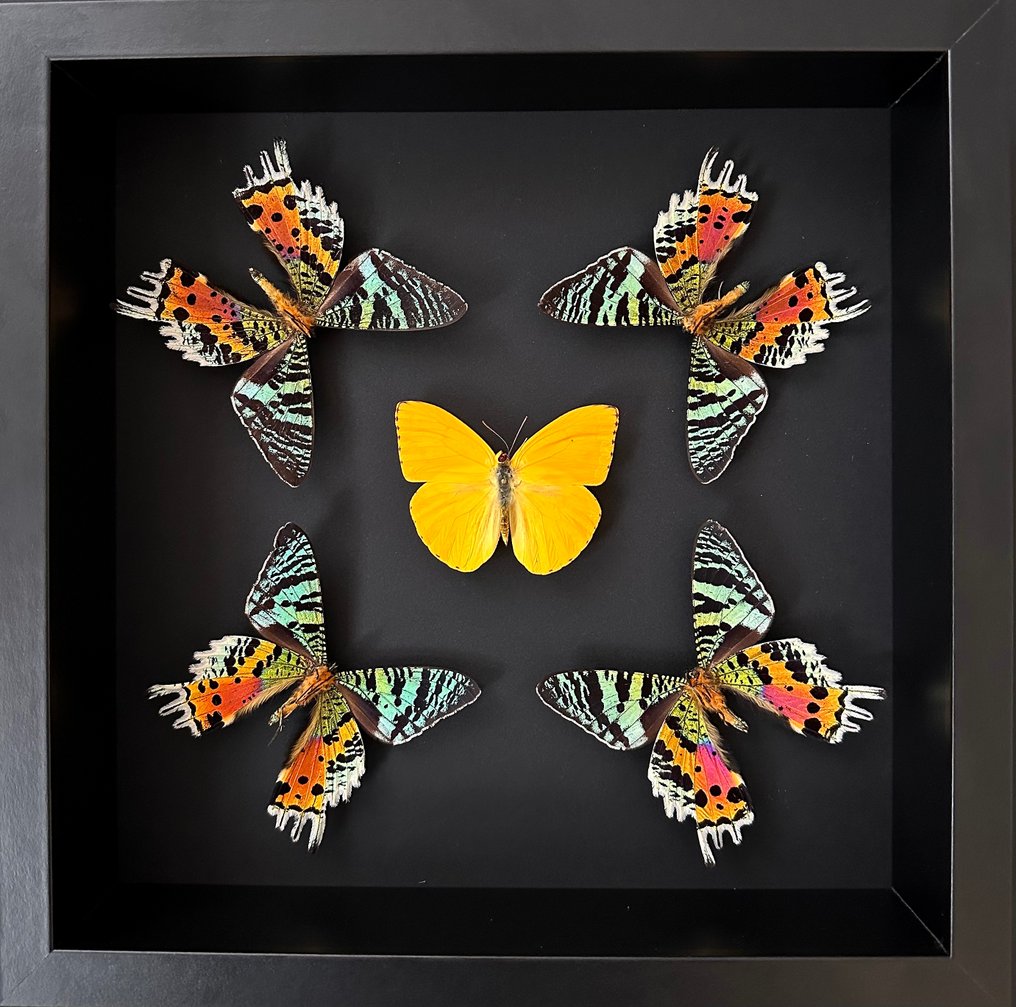 蝴蝶 標本全身支架 - Phoebis Argante - Urania Ripheus - 25 cm - 25 cm - 6 cm - 非《瀕臨絕種野生動植物國際貿易公約》物種 - 1 #1.1