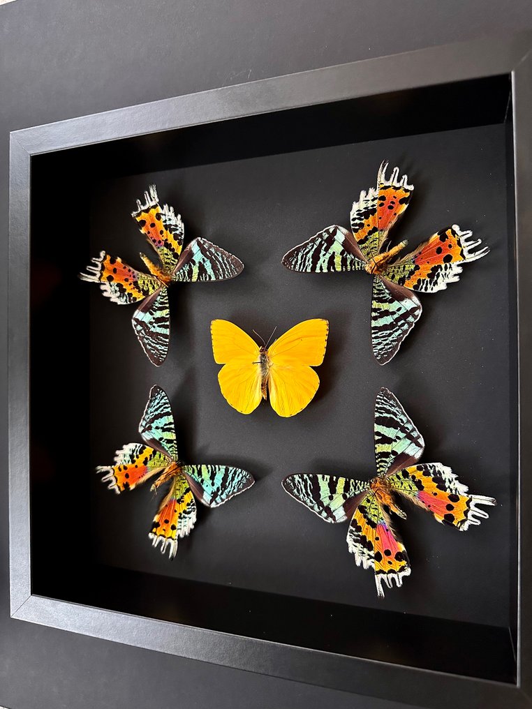 Farfalla Allestimento tassidermico a corpo intero - Phoebis Argante - Urania Ripheus - 25 cm - 25 cm - 6 cm - Specie non CITES - 1 #4.3