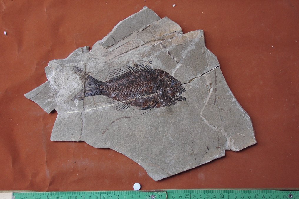 Pesce - Lastra con inclusione di resti fossili - Sparnodus vulgaris #2.1