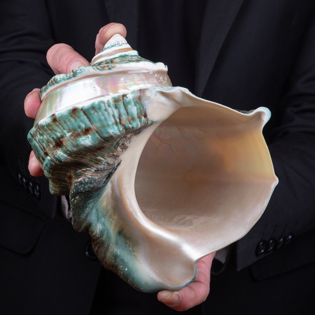 首先选择海贝壳 - Turbo Marmoratus - 珍珠母大理石纹 - 海贝 - Great Turban - 185 x 185 x 154 mm #2.1