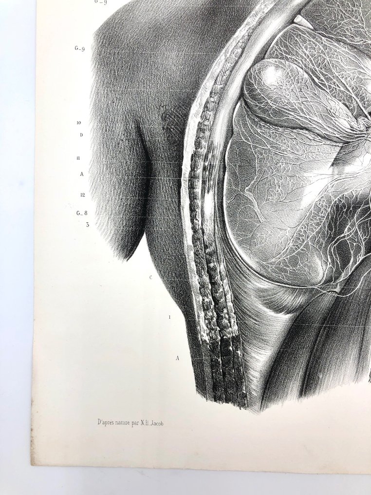 Διδακτικό υλικό - Nicolas-Henri Jacob & Jean Baptiste Marc Bourgery - traité d'anatomie de l'homme 1881 - Χαρτί - 1850-1900 #1.2