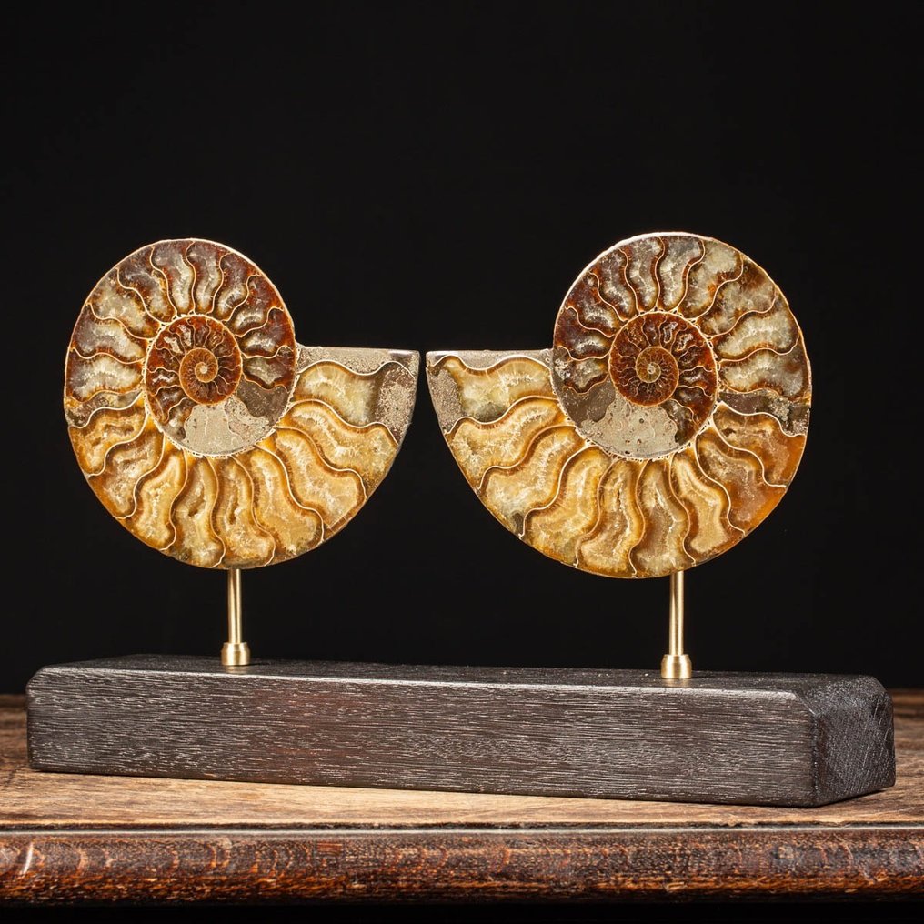 Cleoniceras Sezionata - Affascinante Ammonite Fossilizzata - Base Artistica in Legno e Ottone - Frammento fossile - 204 mm - 325 mm #1.2