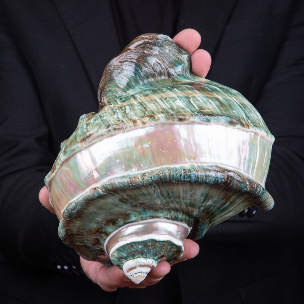 First Choose Sea Shell - Turbo Marmoratus - Mother of Pearl Marbled - Κοχύλι - Great Turban - 185 x 185 x 154 mm #1.2