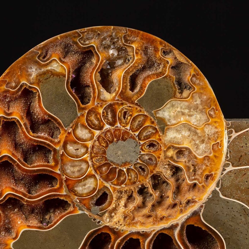 Eksklusiv kunstnerisk fusjon - Cleoniceras seksjonert ammonitt - Dekorativ struktur i tre og messing - Fossilt fragment - 212 mm - 355 mm #1.2