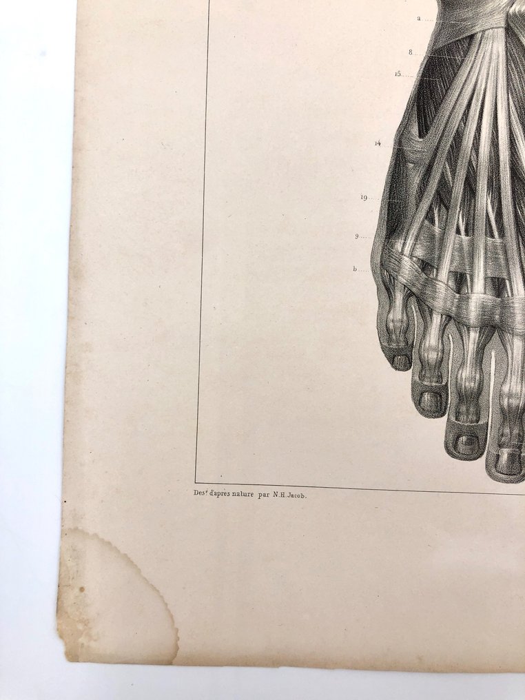 Undervisningsmaterialer - Nicolas-Henri Jacob & Jean Baptiste Marc Bourgery - traité d'anatomie de l'homme 1881 - Papir - 1850-1900 #2.1