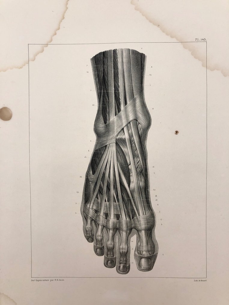 Materiale didactice - Nicolas-Henri Jacob & Jean Baptiste Marc Bourgery - traité d'anatomie de l'homme 1881 - Hârtie - 1850-1900 #1.2