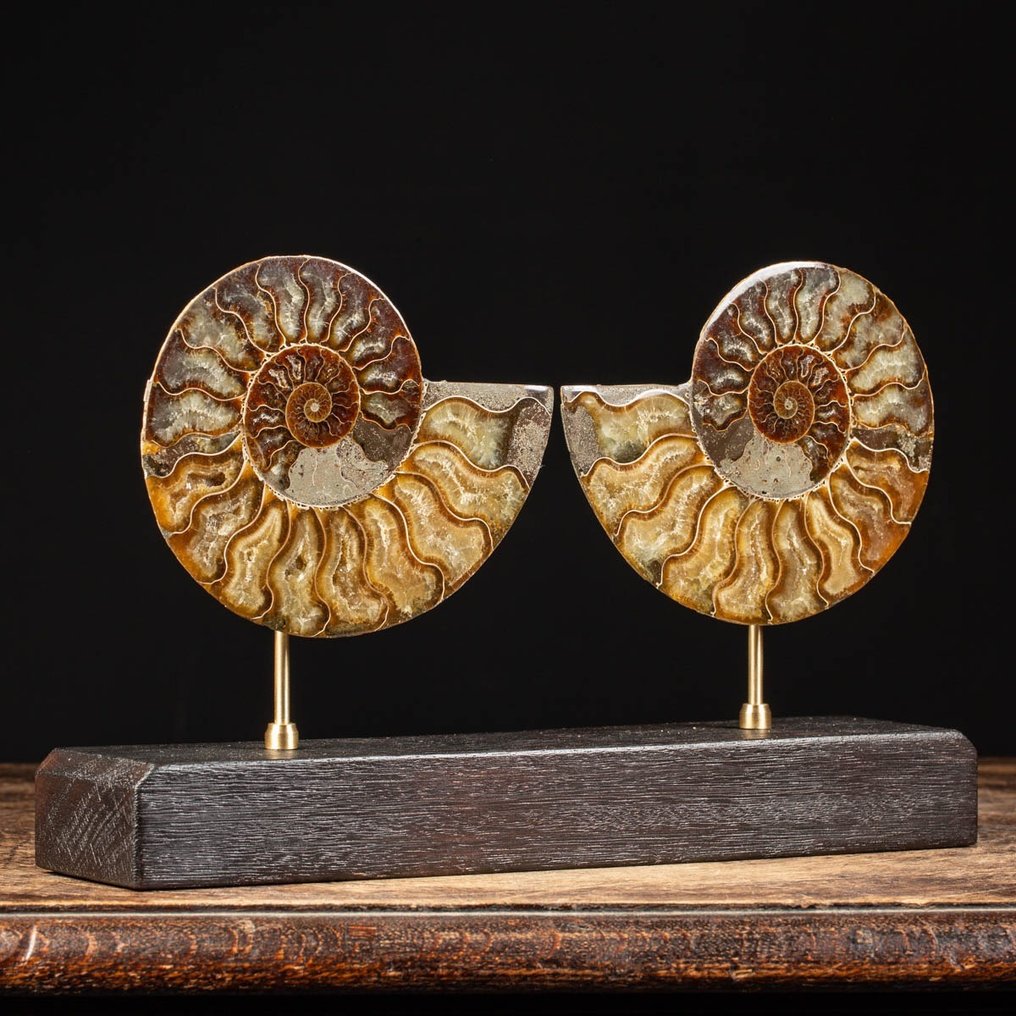 Cléonicères sectionnés - Ammonite fossilisée fascinante - Base artistique en bois et laiton - Fragment fossilisé - 204 mm - 325 mm #2.1