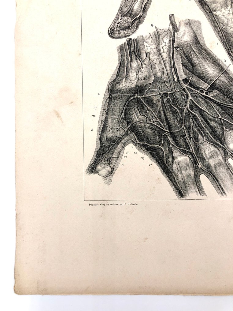 Materiale didattico - Nicolas-Henri Jacob & Jean Baptiste Marc Bourgery - traité d'anatomie de l'homme 1881 - Carta - 1850-1900 #2.1