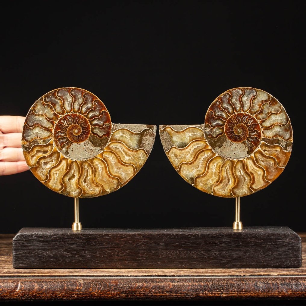 Cleoniceras Sezionata - Affascinante Ammonite Fossilizzata - Base Artistica in Legno e Ottone - Frammento fossile - 204 mm - 325 mm #1.1