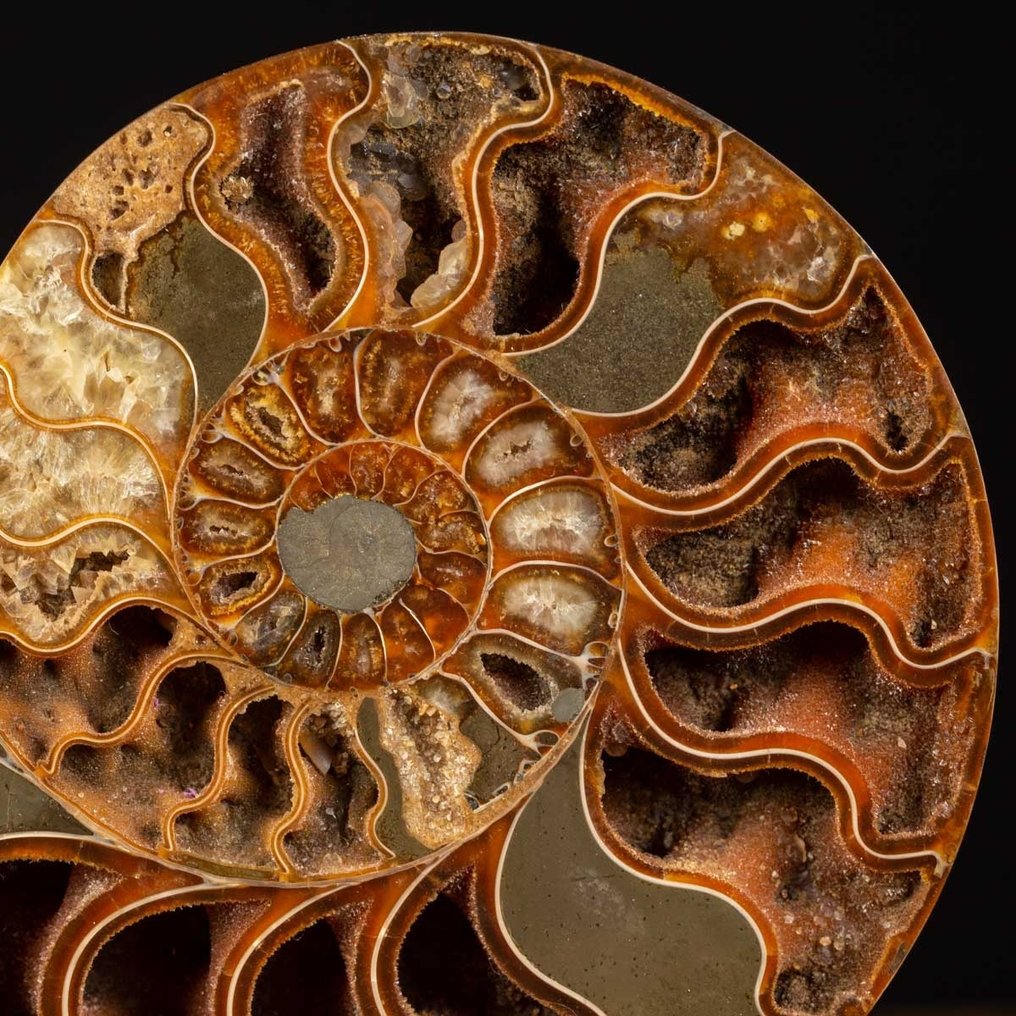 Eksklusiv kunstnerisk fusion - Cleoniceras sektioneret ammonit - Dekorativ struktur i træ og messing - Fossilt fragment - 212 mm - 355 mm #2.1
