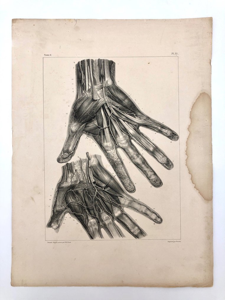 Materiale didattico - Nicolas-Henri Jacob & Jean Baptiste Marc Bourgery - traité d'anatomie de l'homme 1881 - Carta - 1850-1900 #1.1