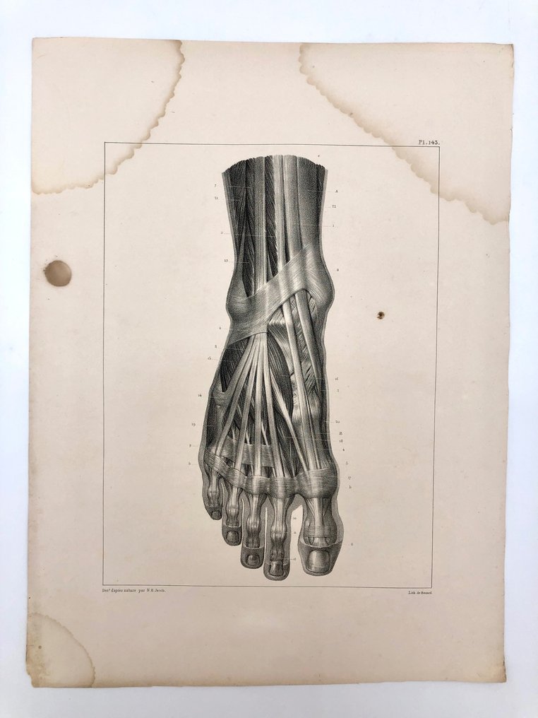 Undervisningsmaterialer - Nicolas-Henri Jacob & Jean Baptiste Marc Bourgery - traité d'anatomie de l'homme 1881 - Papir - 1850-1900 #1.1