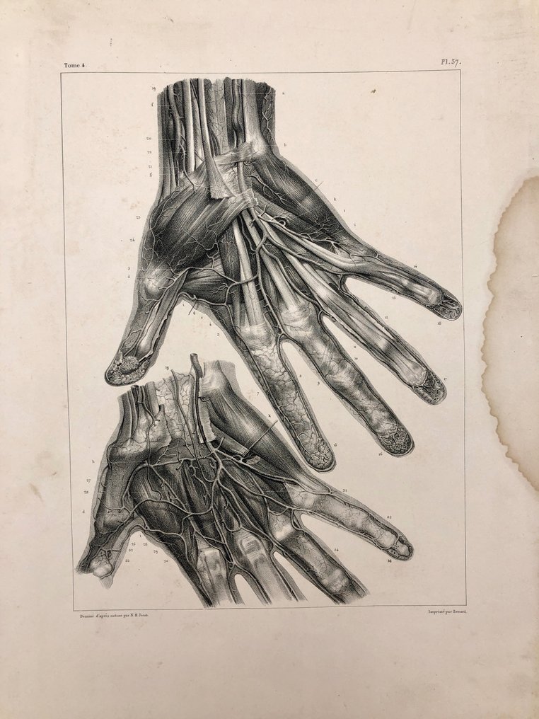 Materiale didattico - Nicolas-Henri Jacob & Jean Baptiste Marc Bourgery - traité d'anatomie de l'homme 1881 - Carta - 1850-1900 #1.2