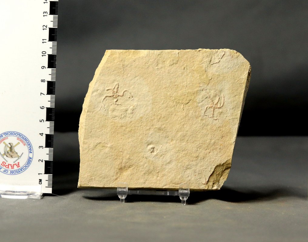 Eccezionale stella marina fossile - Multiplo naturale - Animale fossilizzato - Ophiopetra lithographica - 12.2 cm - 10.8 cm  (Senza Prezzo di Riserva) #2.1