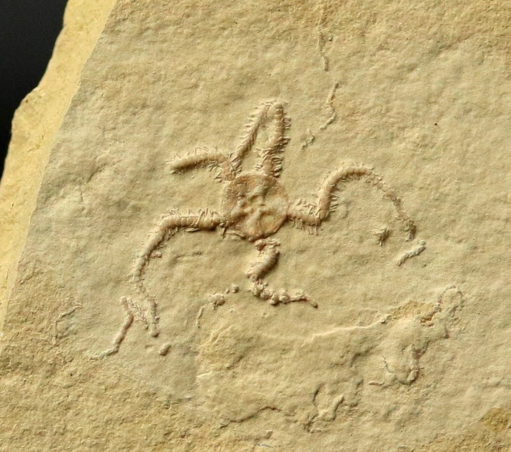 Eccezionale stella marina fossile - Multiplo naturale - Animale fossilizzato - Ophiopetra lithographica - 12.2 cm - 10.8 cm  (Senza Prezzo di Riserva) #1.1