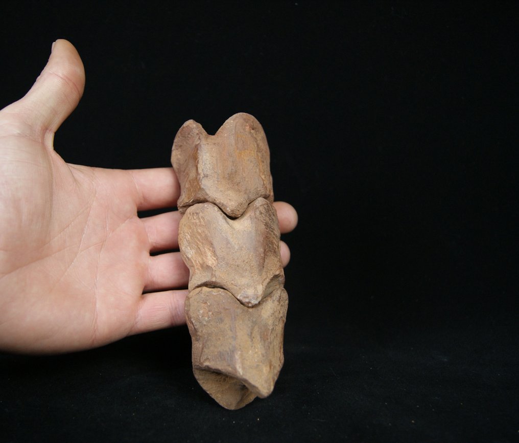 全脚趾 - 骨骼化石 - Spinosaurio Aegyptiacus - 15 cm #2.1
