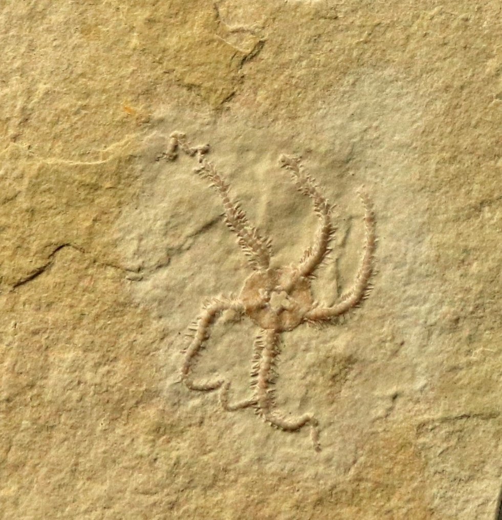 Eccezionale stella marina fossile - Multiplo naturale - Animale fossilizzato - Ophiopetra lithographica - 12.2 cm - 10.8 cm  (Senza Prezzo di Riserva) #1.2