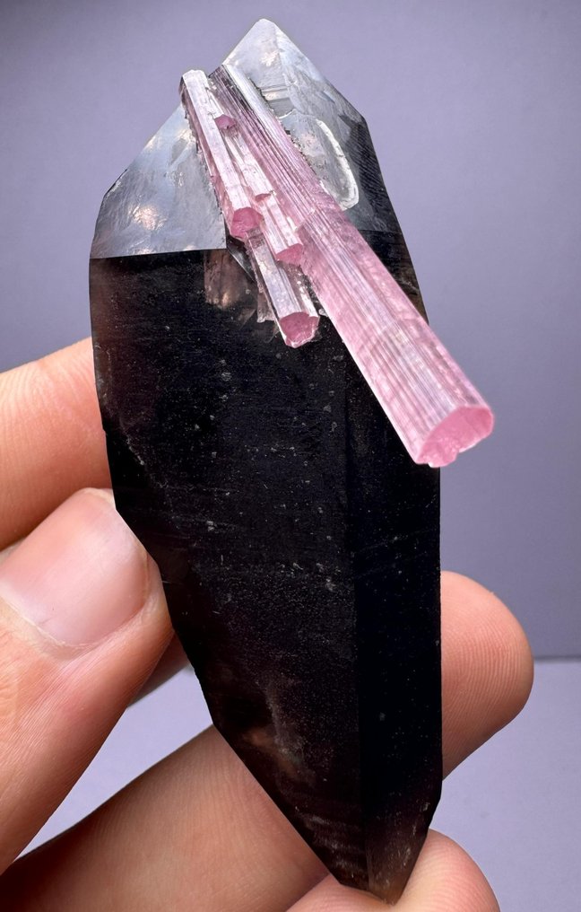 Fullt avslutad extraodinärt sällsynt !!! Topp rosa turmalinkristaller på kvarts kristall på matrisen - Höjd: 82 mm - Bredd: 26 mm- 68 g - (1) #2.1