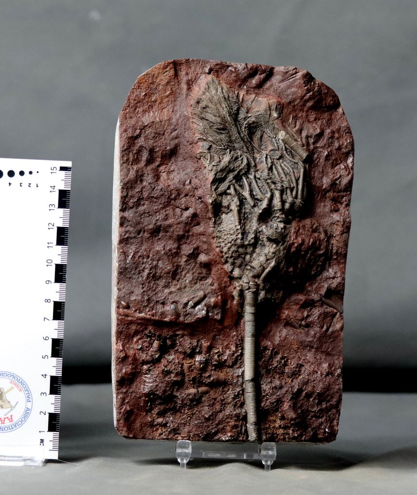 Hieno fossiilinen krinoidi varrella - Kivettynyt eläin - Scyphocrinites elegans - 20.5 cm - 13 cm #1.1