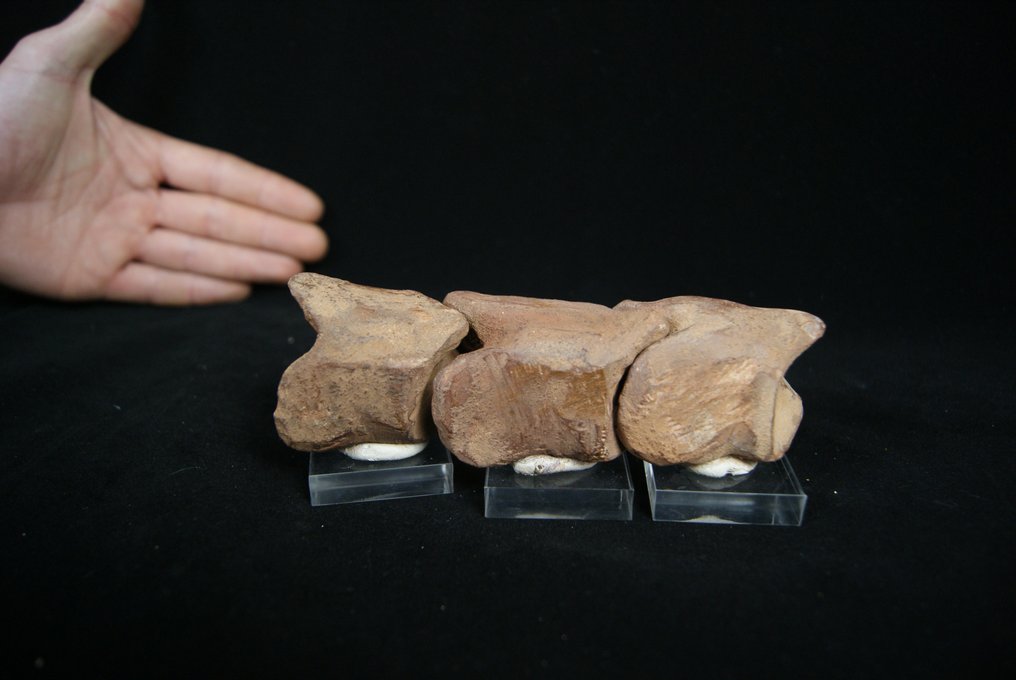Dedo del pie completo - Esqueleto fósil - Spinosaurio Aegyptiacus - 15 cm #1.1