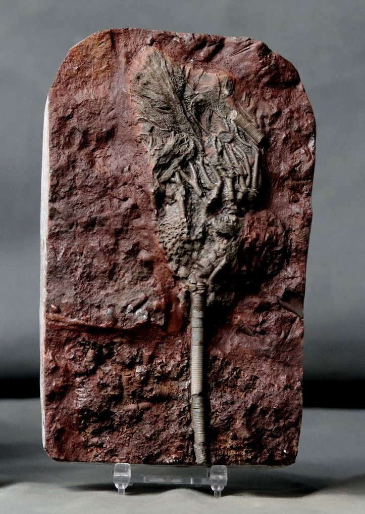 Hieno fossiilinen krinoidi varrella - Kivettynyt eläin - Scyphocrinites elegans - 20.5 cm - 13 cm #1.2