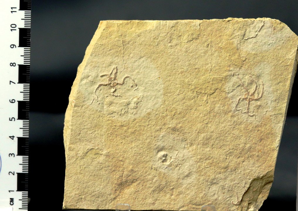 Eccezionale stella marina fossile - Multiplo naturale - Animale fossilizzato - Ophiopetra lithographica - 12.2 cm - 10.8 cm  (Senza Prezzo di Riserva) #3.1