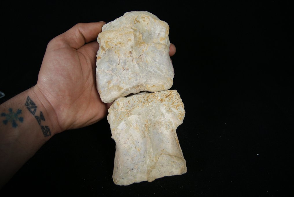 set de vertebre cervicale - Os vertebră fosilă - Spinosaurio Aegyptiacus - 21 cm #2.2