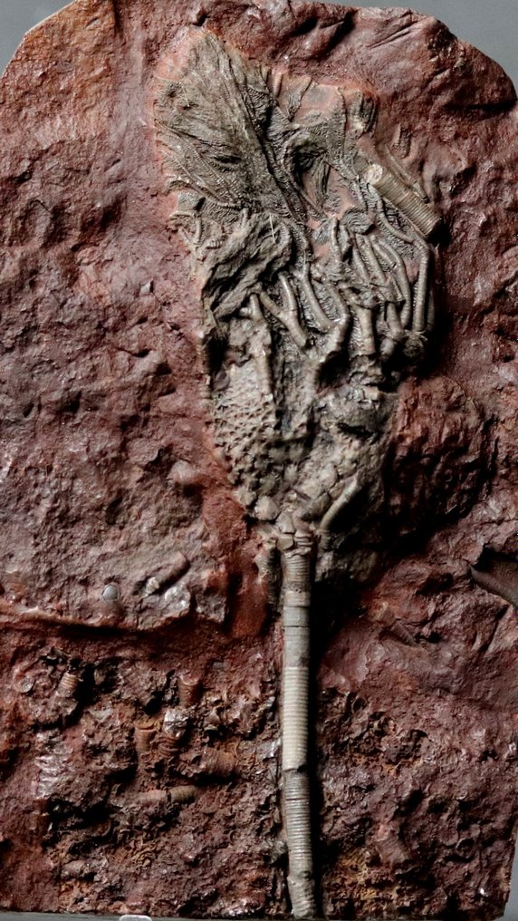 Hieno fossiilinen krinoidi varrella - Kivettynyt eläin - Scyphocrinites elegans - 20.5 cm - 13 cm #2.1