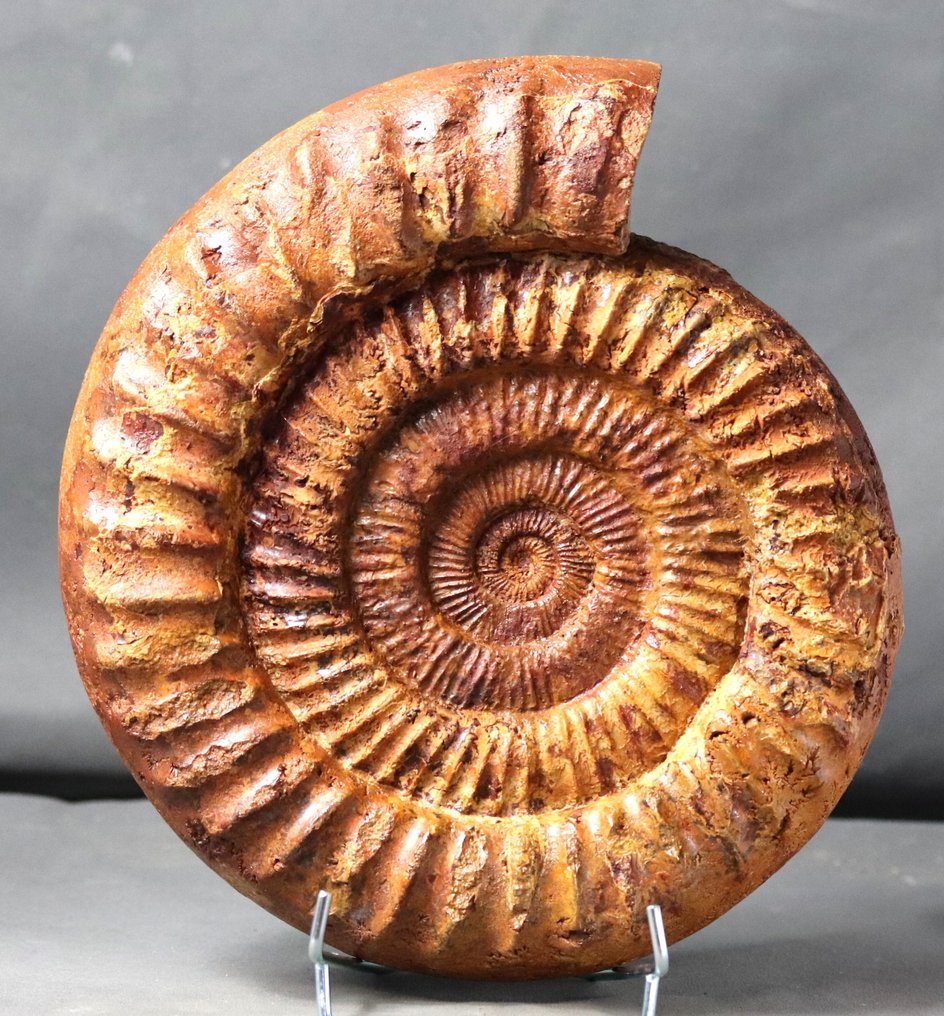 Large size ammonite - On elegant steel stand - Fossilised animal - Kranaosphinctes roedereri ( 27.5 cm ! ) #1.2