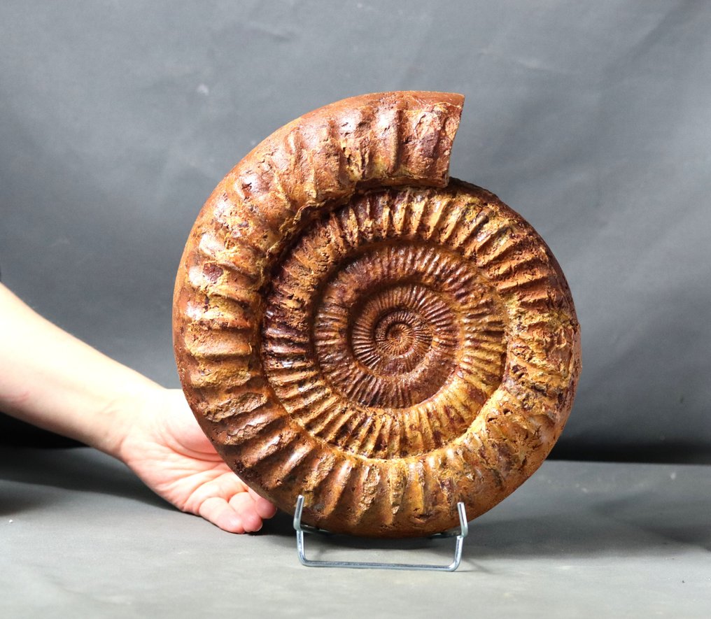Stor størrelse ammonit - På elegant stålstativ - Forstenet dyr - Kranaosphinctes roedereri ( 27.5 cm ! ) #1.1
