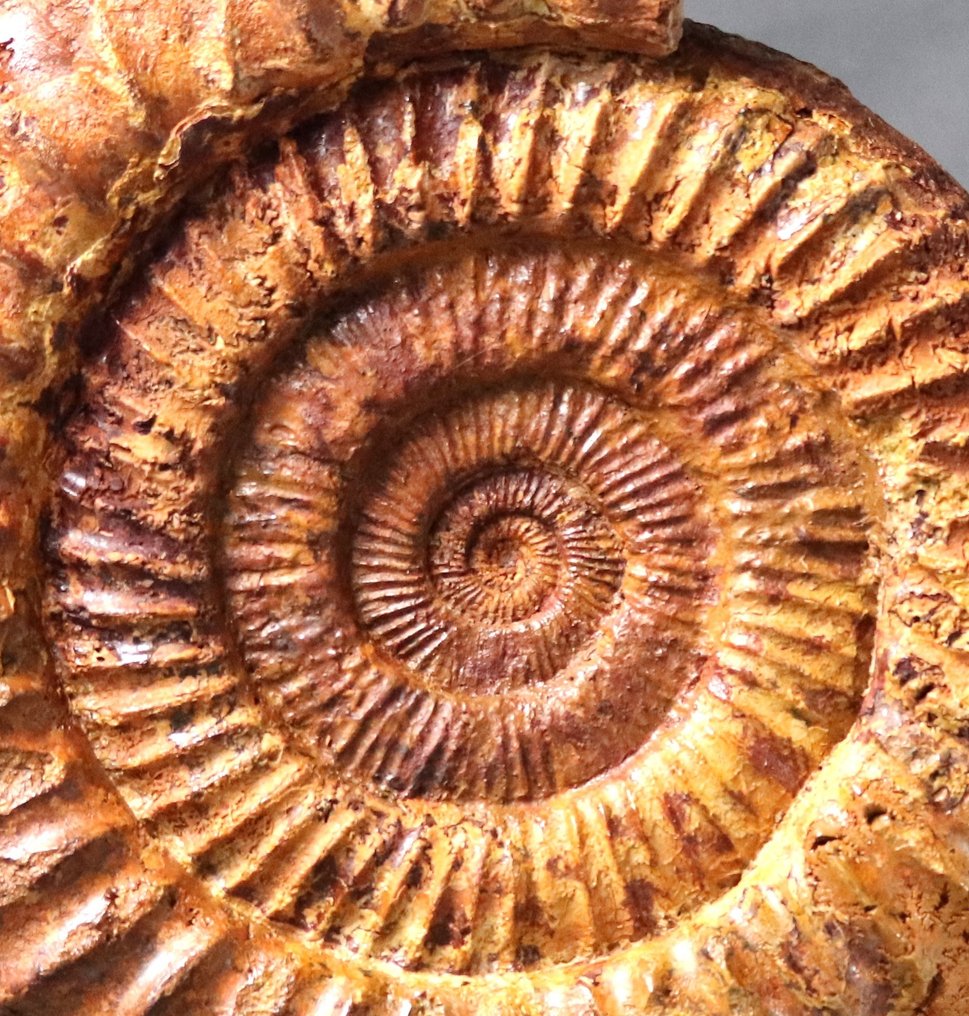 Large size ammonite - On elegant steel stand - Fossilised animal - Kranaosphinctes roedereri ( 27.5 cm ! ) #2.1