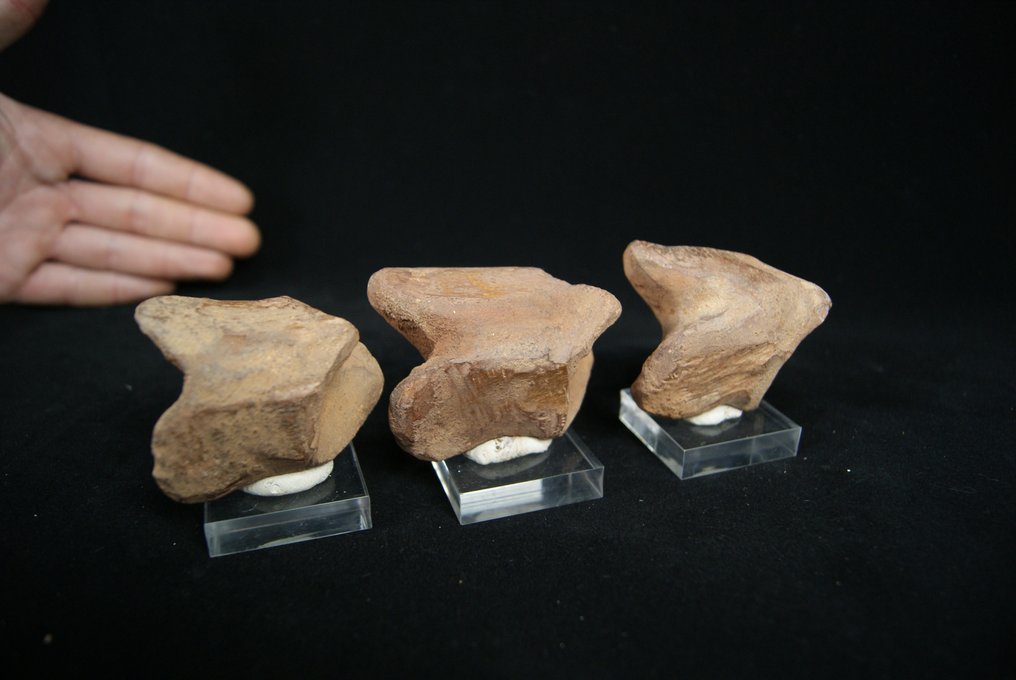 全脚趾 - 骨骼化石 - Spinosaurio Aegyptiacus - 15 cm #3.1