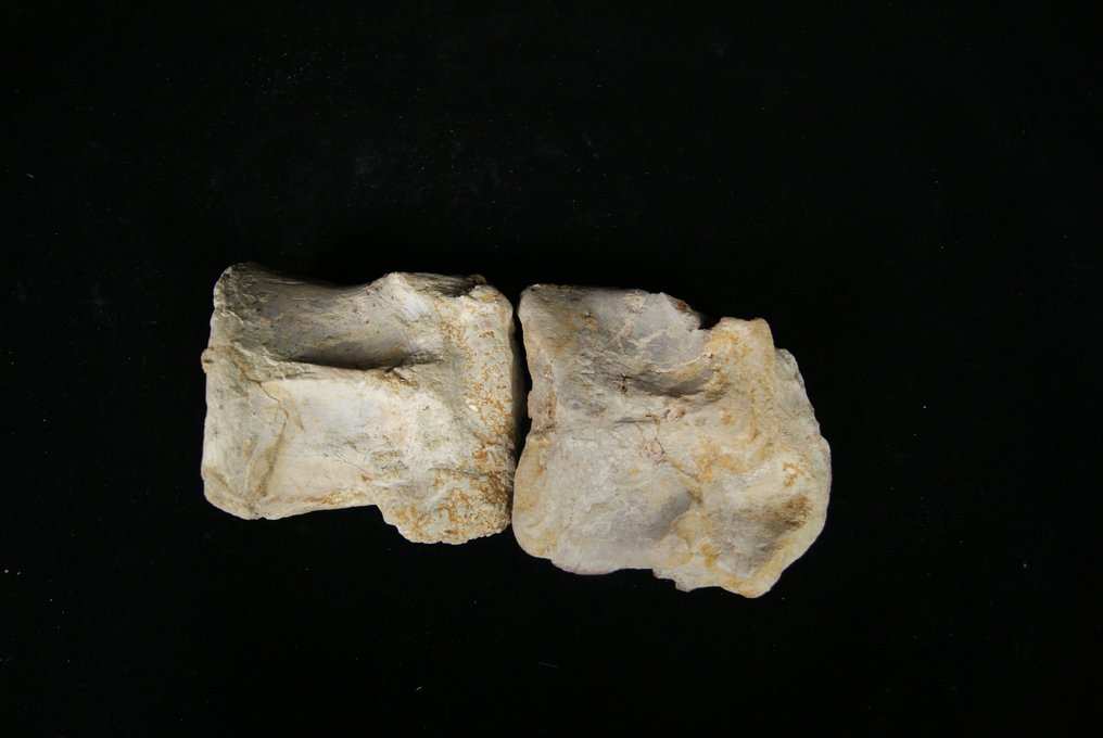 Sett med ryggvirvler - Fossil ryggvirvelbein - Spinosaurus aegyptiacus - 21 cm #2.1