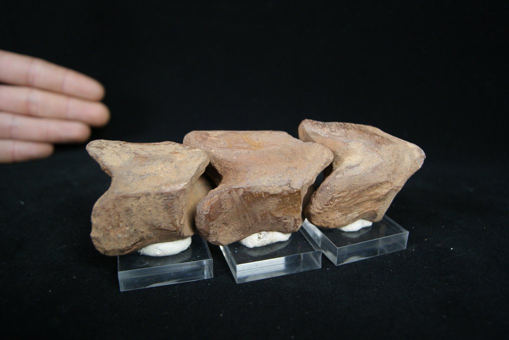 全脚趾 - 骨骼化石 - Spinosaurio Aegyptiacus - 15 cm #3.2