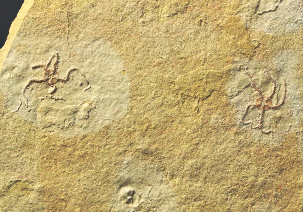 Eccezionale stella marina fossile - Multiplo naturale - Animale fossilizzato - Ophiopetra lithographica - 12.2 cm - 10.8 cm  (Senza Prezzo di Riserva) #3.2