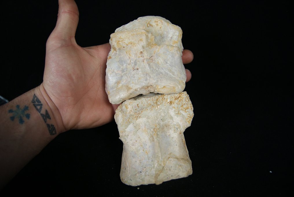 set de vertebre cervicale - Os vertebră fosilă - Spinosaurio Aegyptiacus - 21 cm #3.1